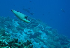 Anampses neoguinaicus
