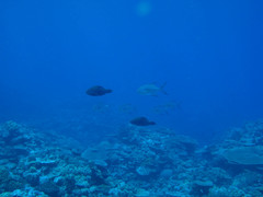 Trachinotus blochii