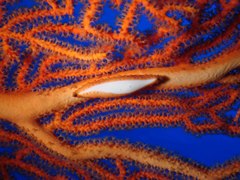 Pellasimnia annabelae