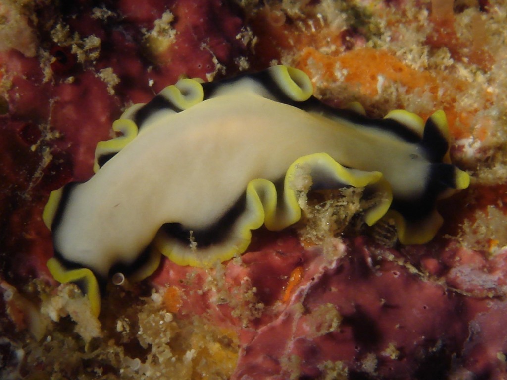 Pseudoceros jebborum