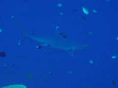 Carcharhinus albimarginatus