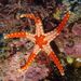 Tiled Sea Star - Photo (c) juju98, some rights reserved (CC BY-NC), uploaded by juju98