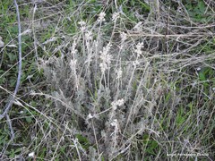 Thymus zygis gracilis