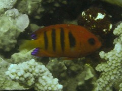 Centropyge loriculus