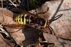 Vespa crabro altaica
