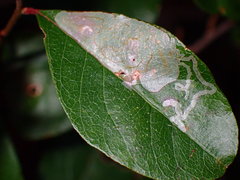 Parectopa bumeliella