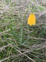 Fritillaria pudica