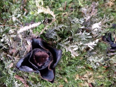 Mitrastemon yamamotoi