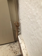 Mantis religiosa religiosa