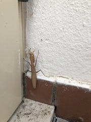 Mantis religiosa religiosa