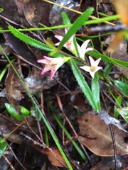 Crowea angustifolia