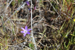 Brodiaea filifolia