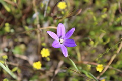 Brodiaea filifolia