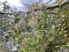 Clematis vitalba