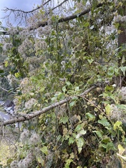 Clematis vitalba