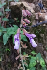 Salvia manantlanensis