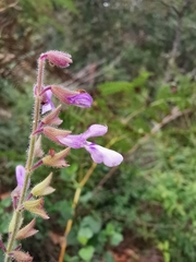 Salvia manantlanensis