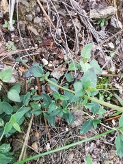 Salvia manantlanensis