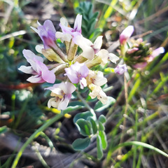 Astragalus cibarius