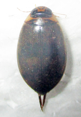 Rhantaticus