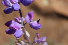 Lupinus excubitus