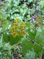 Thaspium trifoliatum