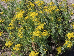 Senecio ilicifolius