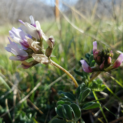 Astragalus cibarius