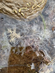 Amathia verticillata