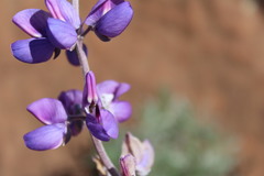 Lupinus excubitus