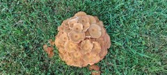 Fungi