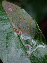 Parectopa bumeliella