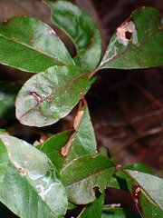 Parectopa bumeliella