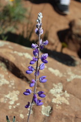 Lupinus excubitus