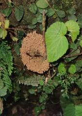 Harpegnathos venator