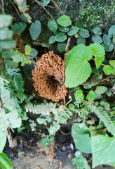 Harpegnathos venator