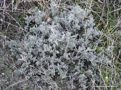 Teucrium gnaphalodes