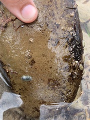 Ischnochiton smaragdinus