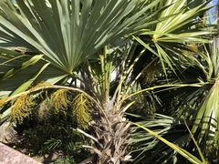 Leucothrinax morrisii