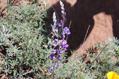 Lupinus excubitus