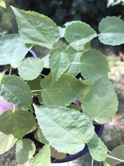 Hibiscus laevis