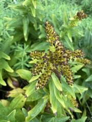Solidago azorica