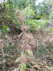 Stachys cretica