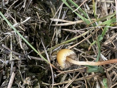 Galerina paludosa