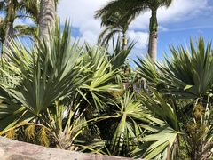 Leucothrinax morrisii