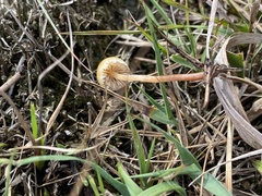 Galerina paludosa