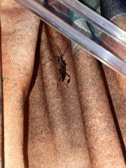 Leptoglossus occidentalis