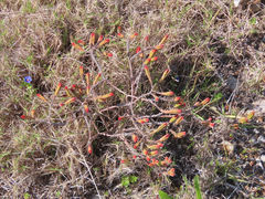 Crassula ericoides ericoides