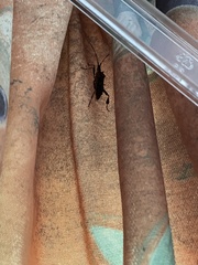Leptoglossus occidentalis