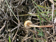 Galerina paludosa